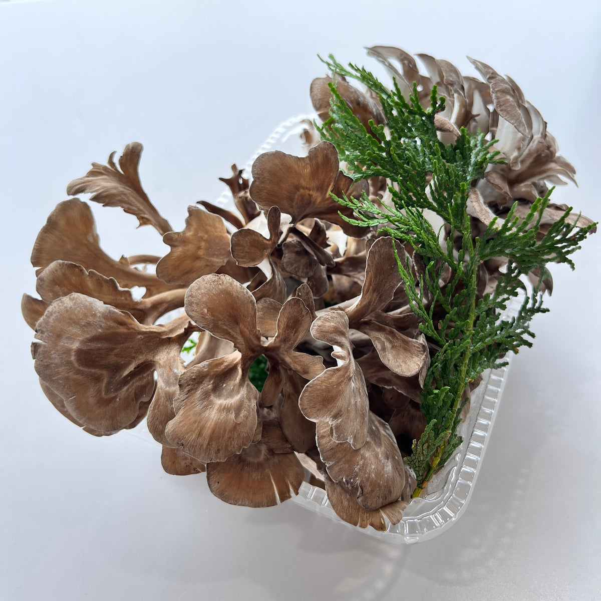 原木舞茸 [JAS有機認証] 300g