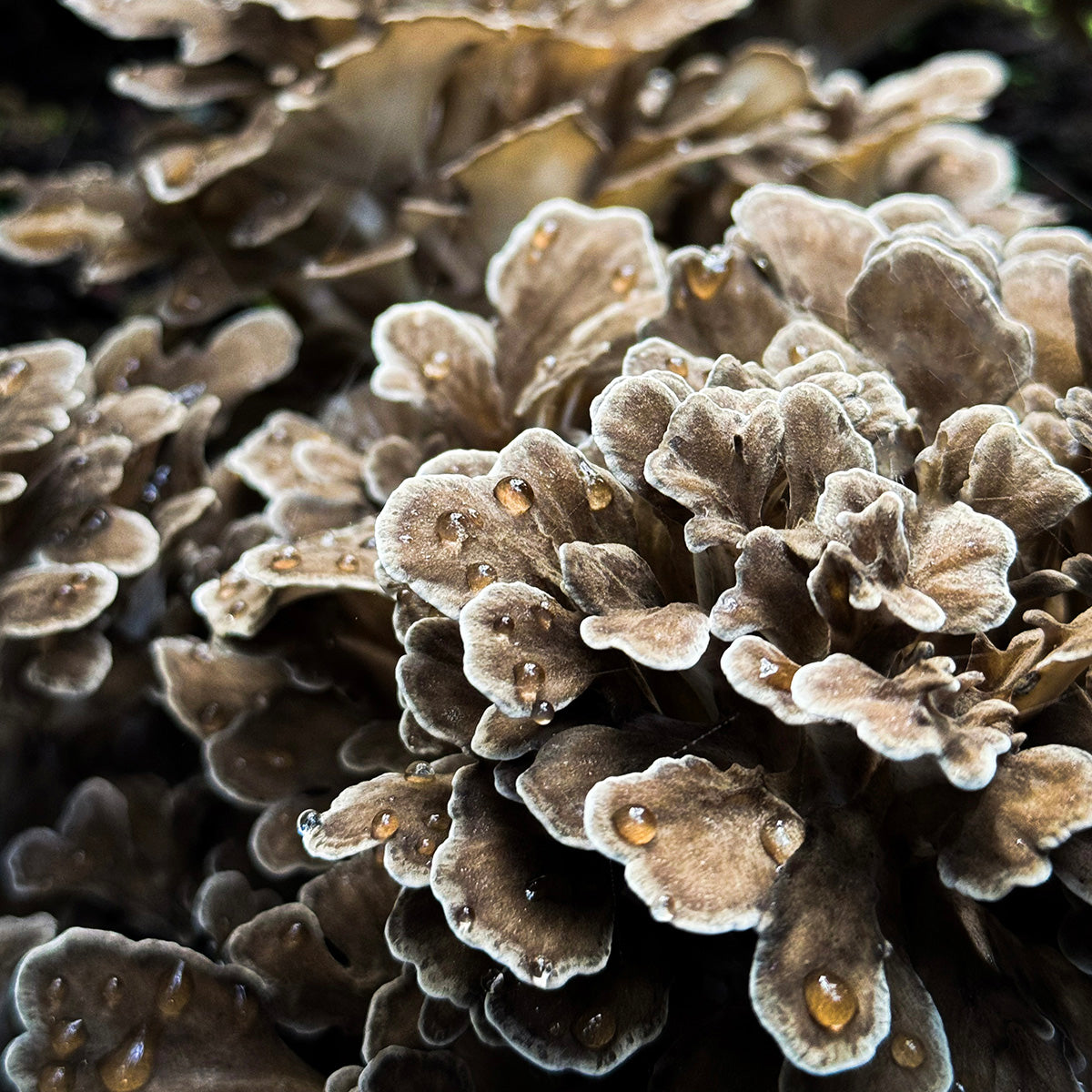 幻の天然原木舞茸 JAS有機 300g